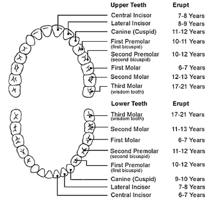 Permanent Teeth Eruption Chart